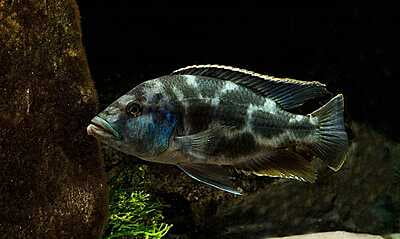 Nimbochromis Livinstonii