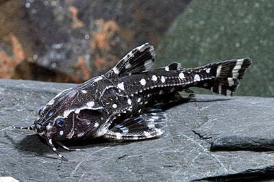 Agamyxis pectinifrons (Spotted Raphael Catfish)