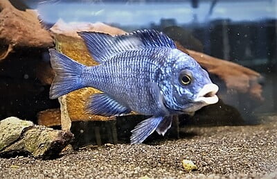 Placidochromis Phenochilus - Mirrorball Cichlid