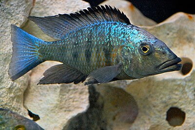 Fosschromis Rostratus