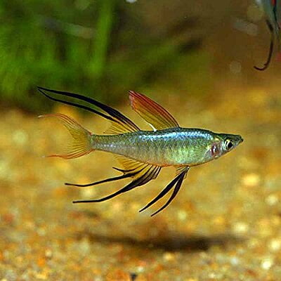 Iriatherina werneri "Threadfin Rainbowfish"