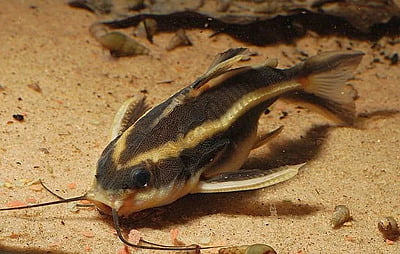 Platydoras armatulus (Striped Raphael Catfish)