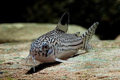 Corydoras trilineatus (Julii Cory)