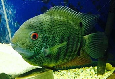 Green Severum