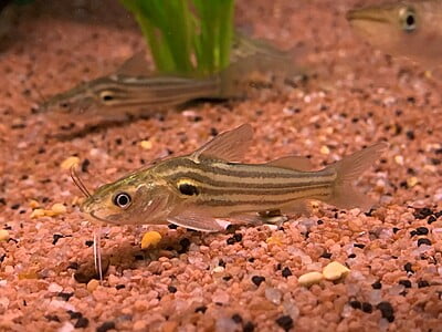Mystus Vittatus (Striped Dwarf Catfish)