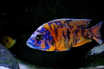 Orange Blotch Marbled Peacock