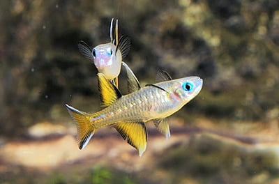 Pacific Blue Eye Rainbow