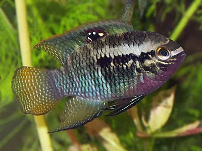 Red Breasted Flag Cichlid