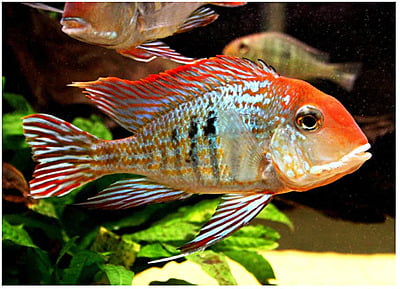 Geophagus Tapajos - Red Head