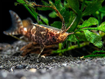 Synodontis nigriventris (Upsidedown Catfish)