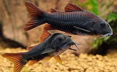 Corydoras schultzei (Black Venezuelan Cory)