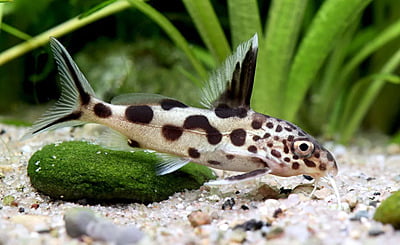 Synodontis Multipunctatus (Cuckoo Catfish)