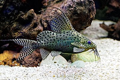 Synodontis Eupterus (Featherfin Catfish)