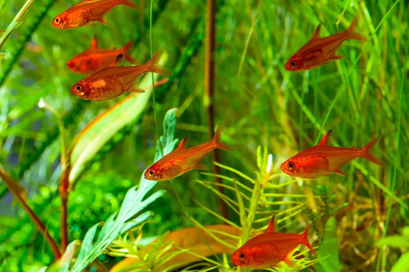 Hyphessobrycon amandae (Ember Tetra) Hyphessobrycon amandae (Ember Tetra)