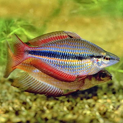 Goyder River Rainbow