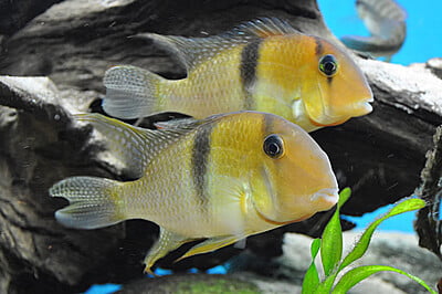 Bandit Cichlid