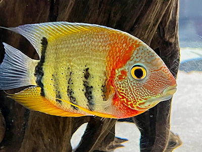 Rotkeil Severum