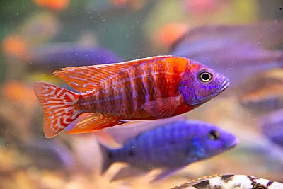 Red Ruben Peacock