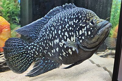 Paratilapia Polleni