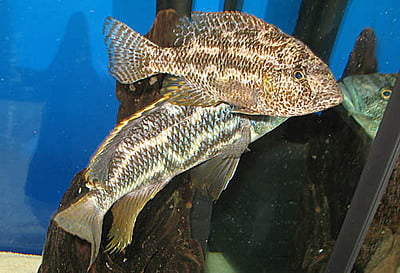Nimbochromis Polystigma
