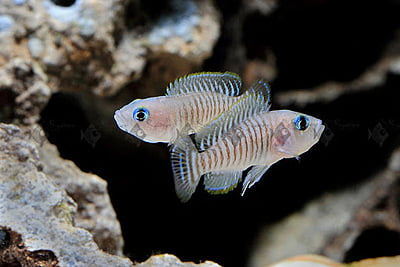 Neolamprologus Multifasciatus