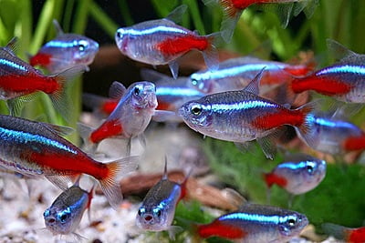 Paracheirodon innesi (Neon Tetra)